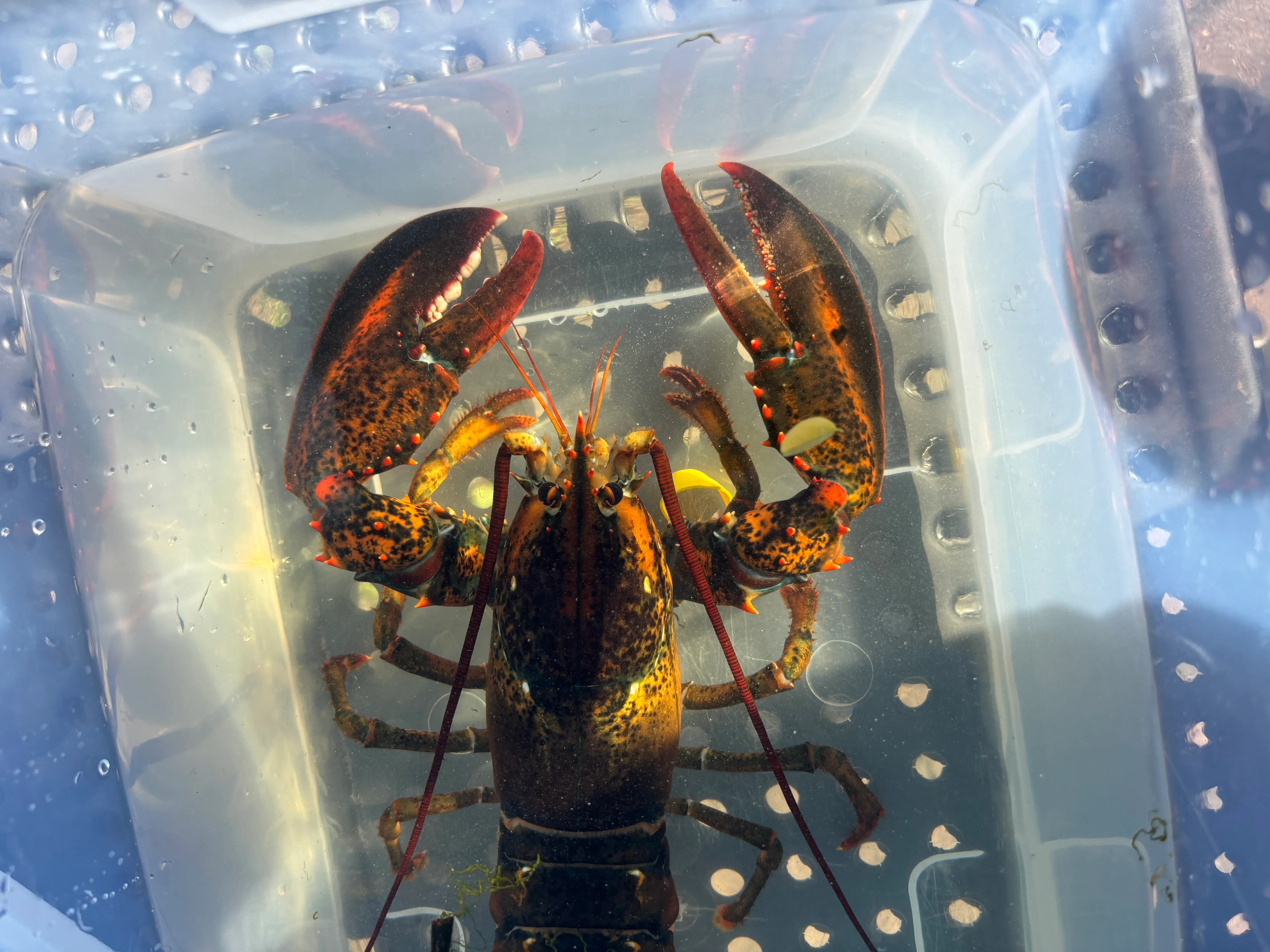 The lobster. Bought out of a grocery-store tank, claws banded.