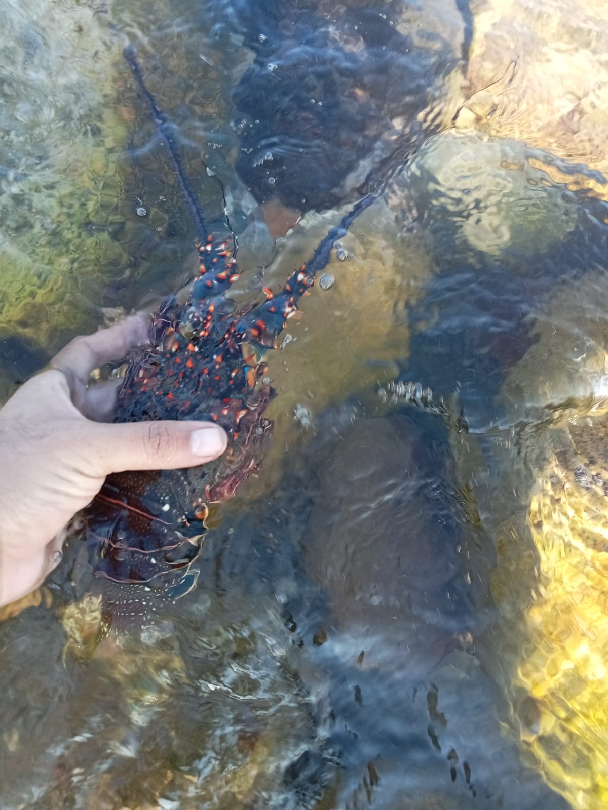 The release